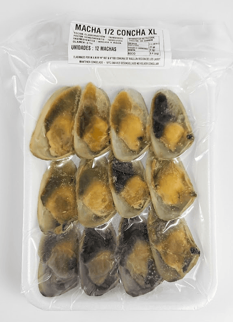 Machas XL 1/2 Concha 12 unidades