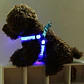 Arnés Luminoso Luz Led Carga USB Talla M - Miniatura 4