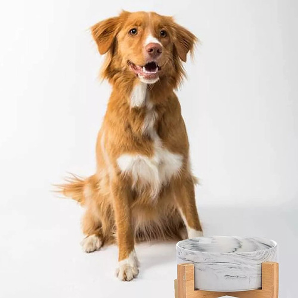 Plato Comedero De Ceramica Para Mascotas Xl - Perros Y Gatos