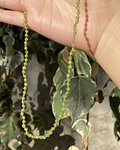 Collar peridoto