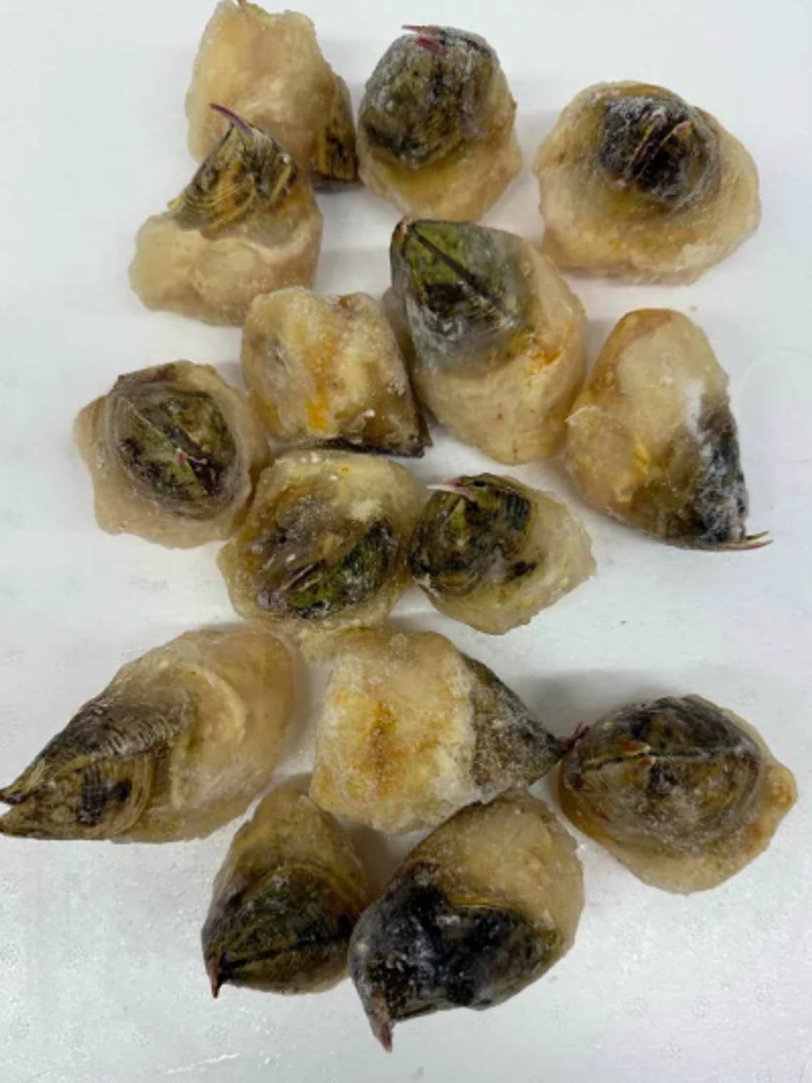 Picoroco ( 12 Unidades ) Congelados  1