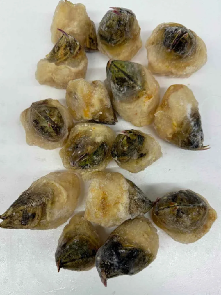 Picoroco ( 12 Unidades ) Congelados  1