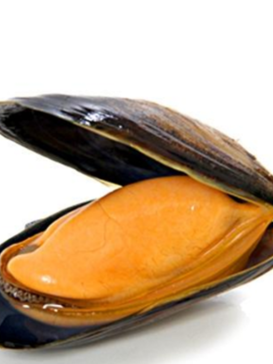 Choro Maltón ( Kilo ) 1