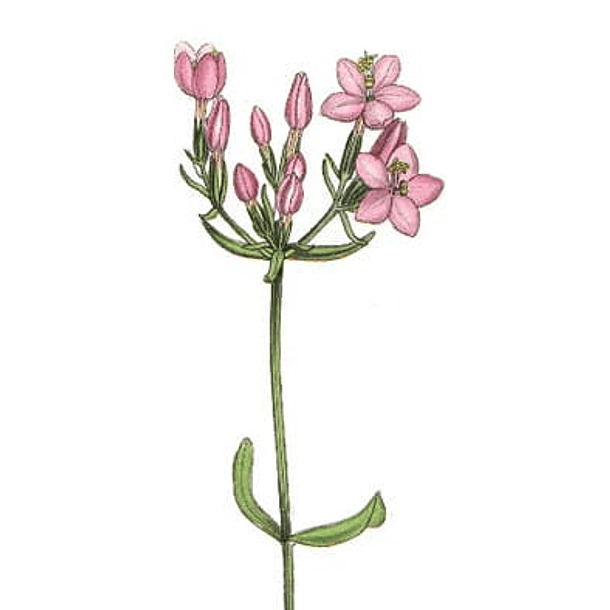 Centaury  1