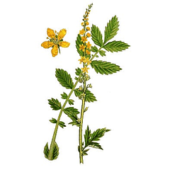 Agrimony 