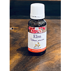 Elm 2