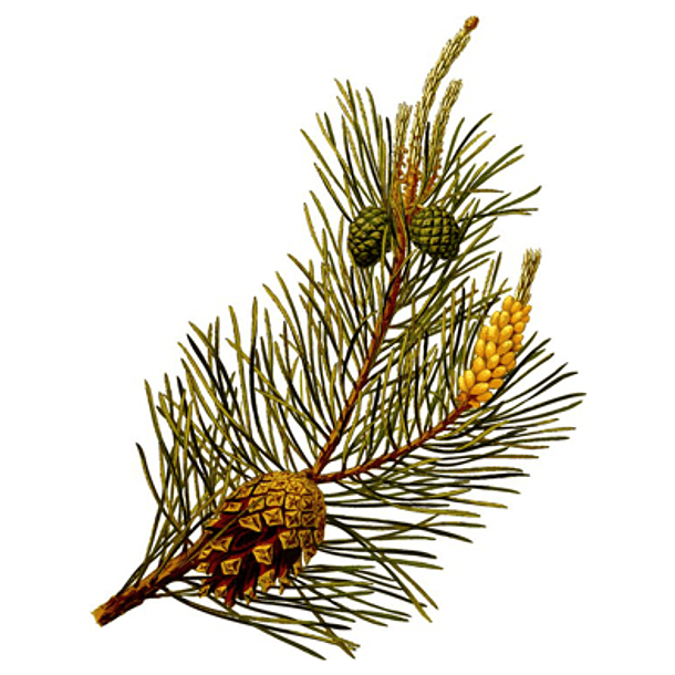 Pine 1