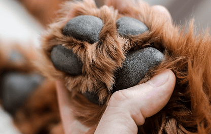 Como limpiar las Patas de tu Mascota