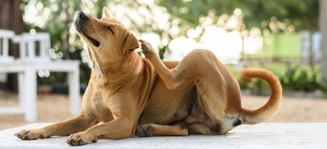 ¿PULGAS Y GARRAPATAS?