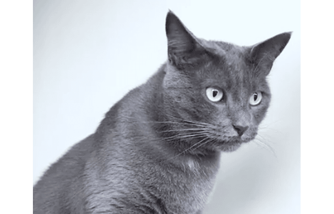 Shampoo sin enjuague