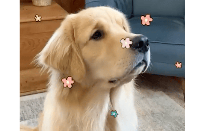 Eliminador de Olores Pet Spray