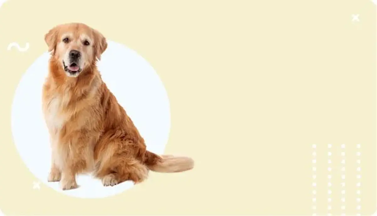 Cão