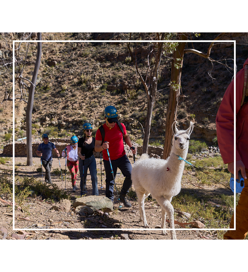 Habitación | Alpaca