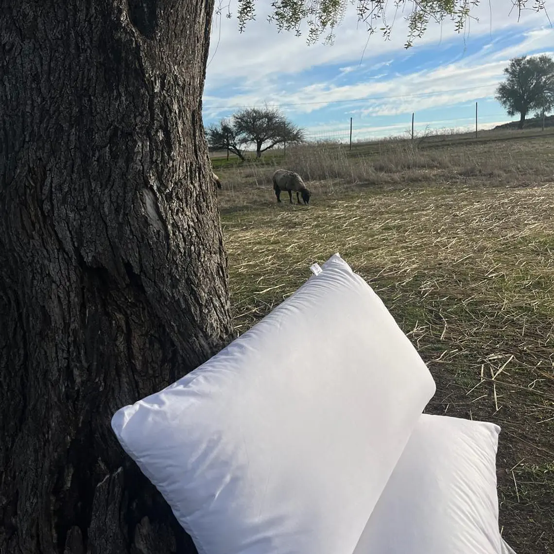Almohadas de Fibra de Lana de Oveja 4