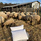Almohadas de Fibra de Lana de Oveja - Miniatura 5