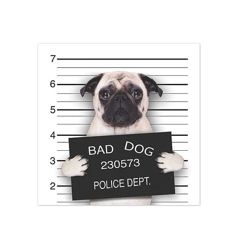 Bad Pug