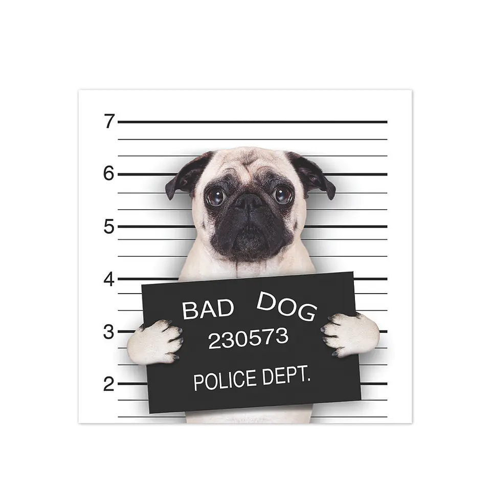 Bad Pug 1