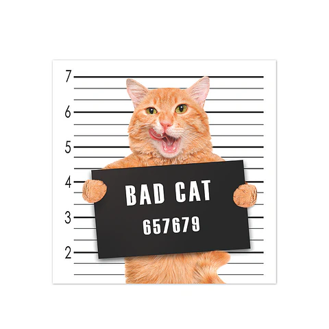Bad Cat