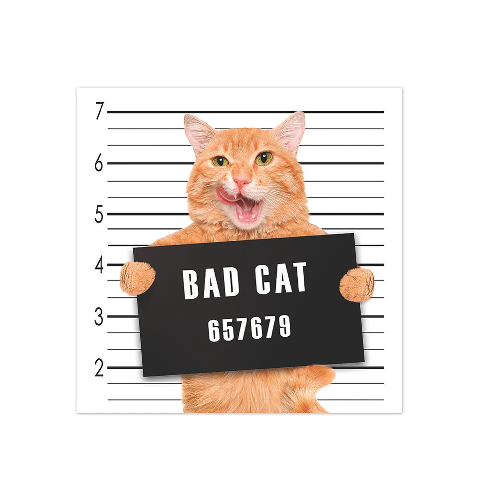 Bad Cat 1