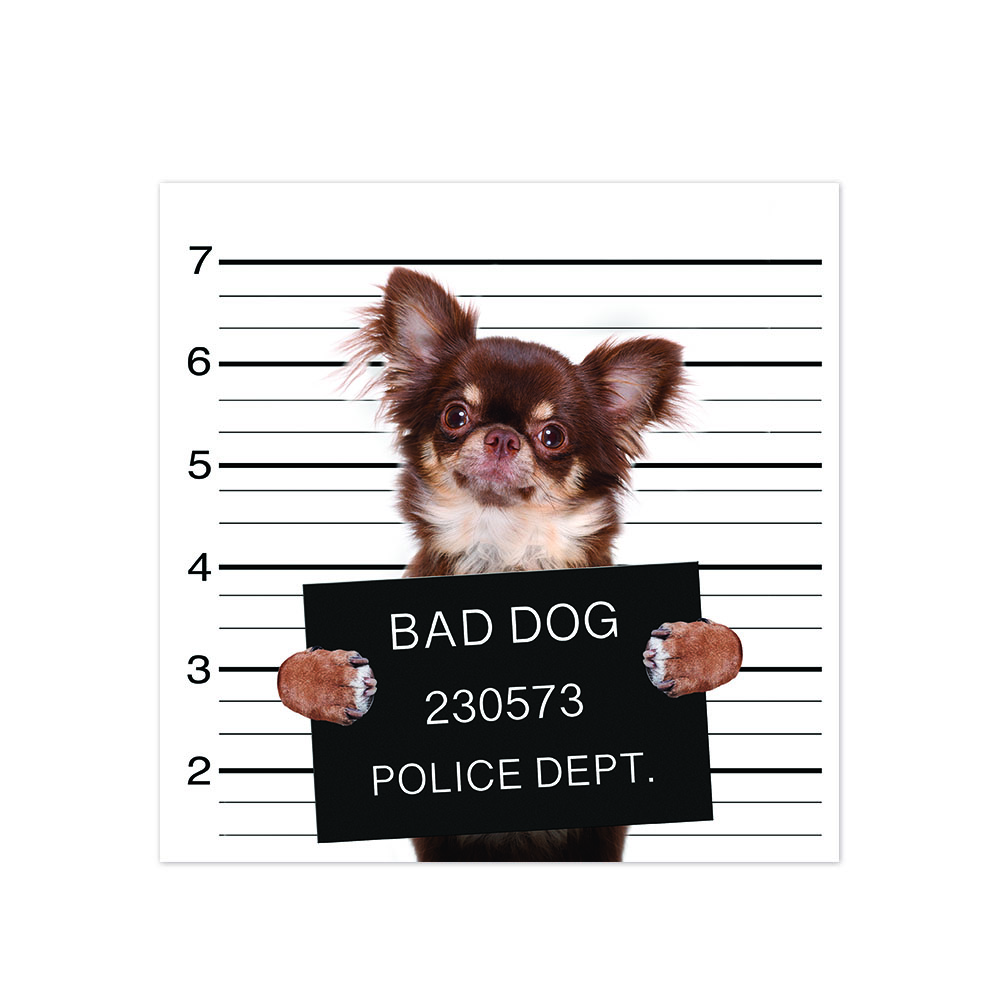Bad Chihuahua