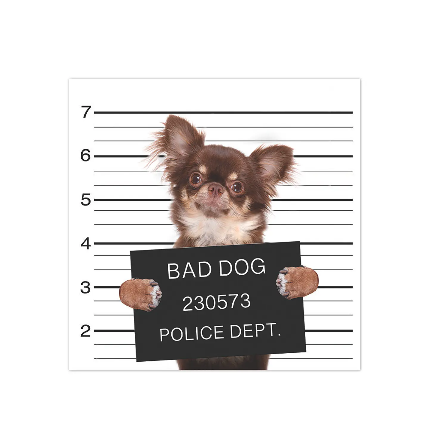 Bad Chihuahua 1