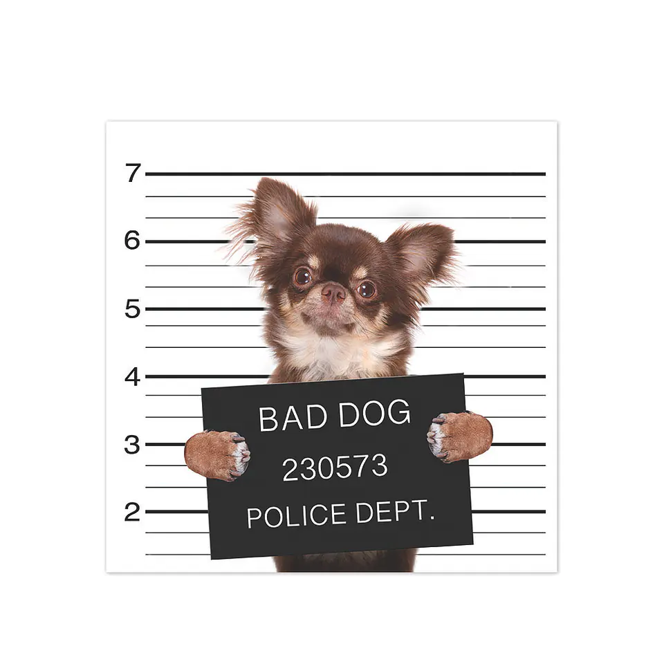 Bad Chihuahua 1