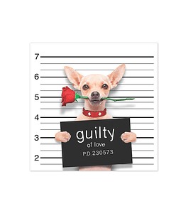 Bad Chihuahua in Love
