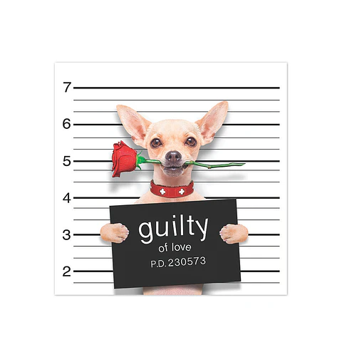 Bad Chihuahua in Love