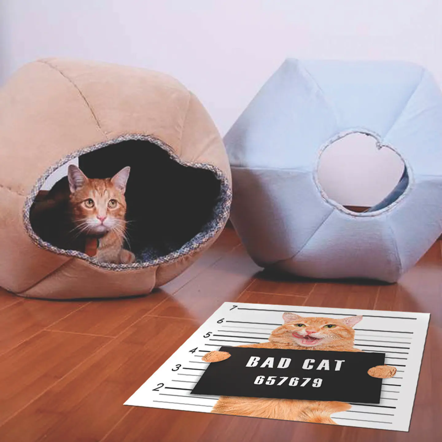 Bad Cat 2