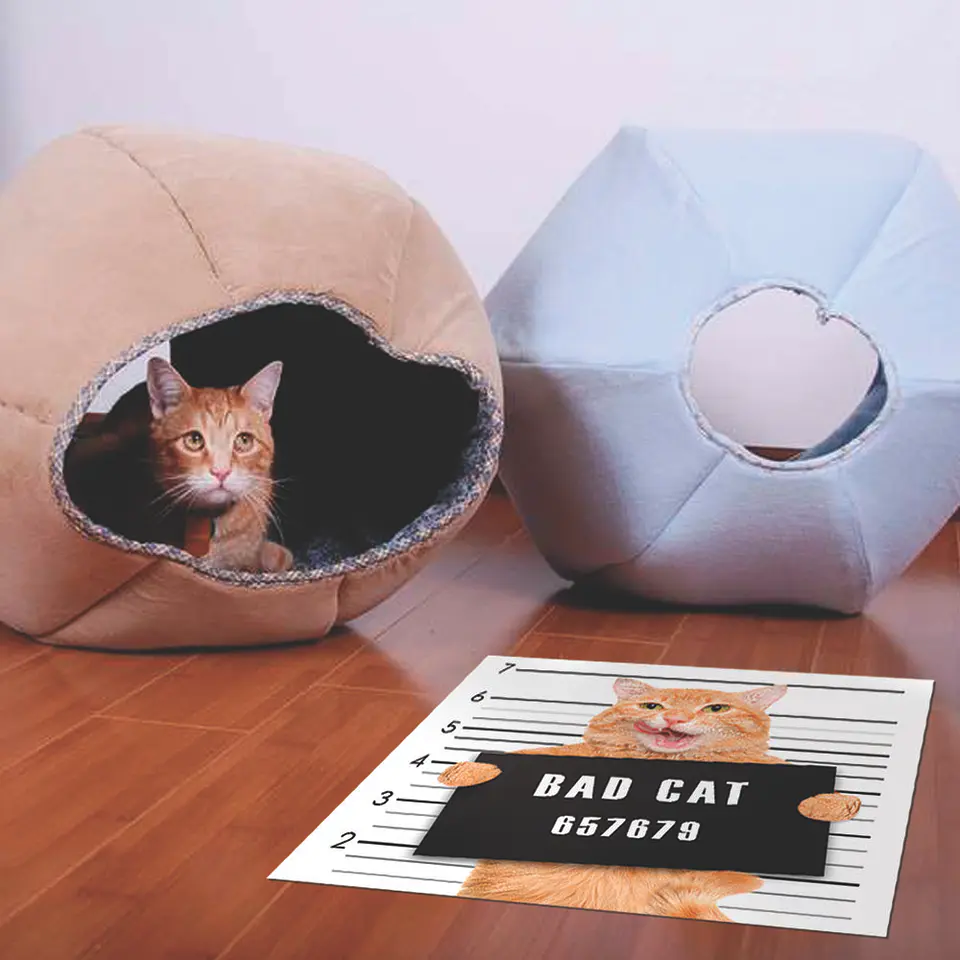 Bad Cat 2