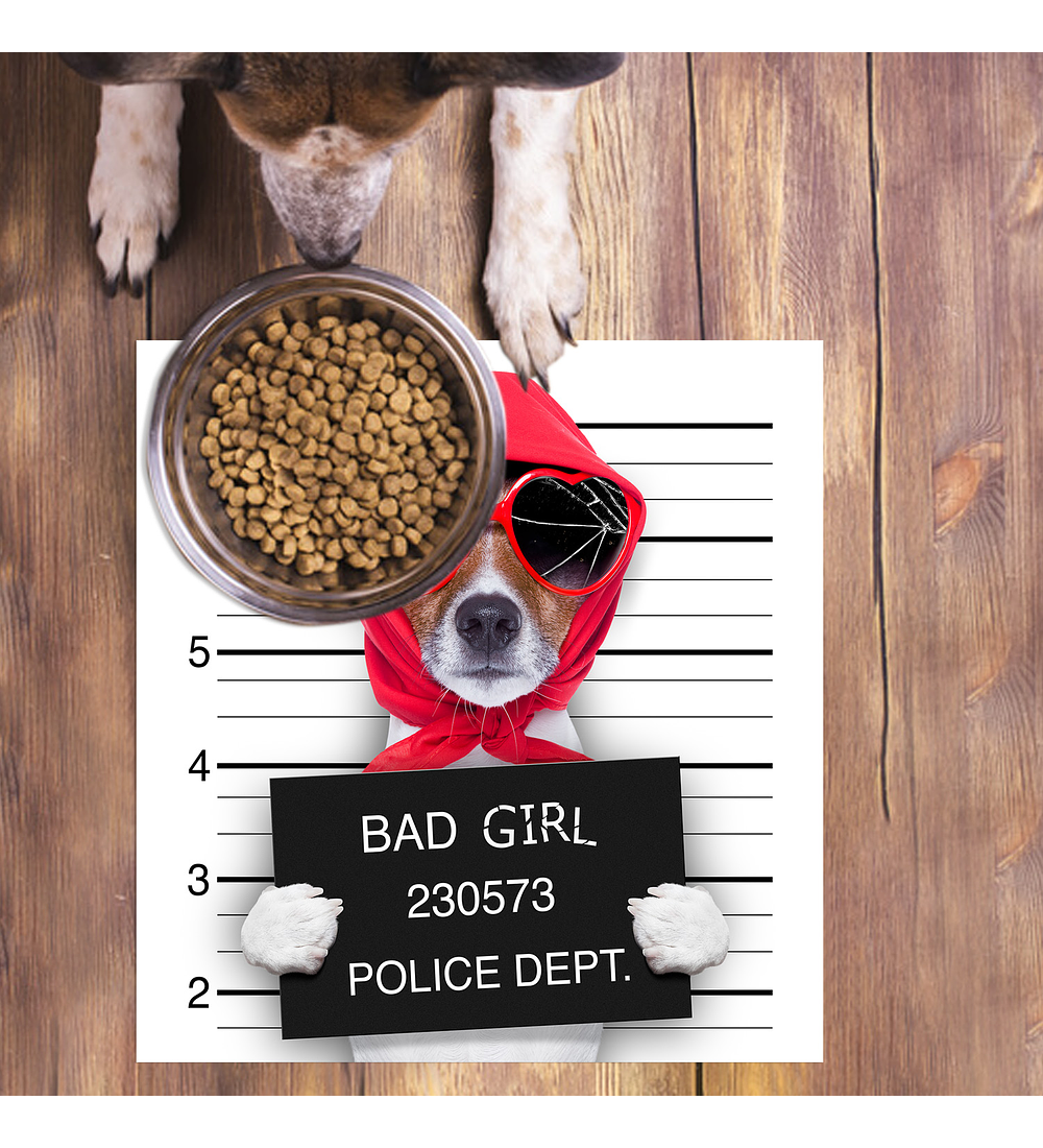 Bad Diva Lady Dog