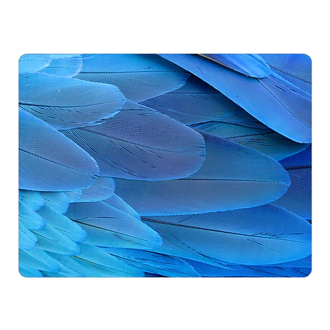 Set 6 Individuales Plumas Guacamayo Azul