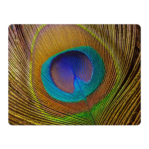 Set 6 Individuales Plumas Mix De Aves