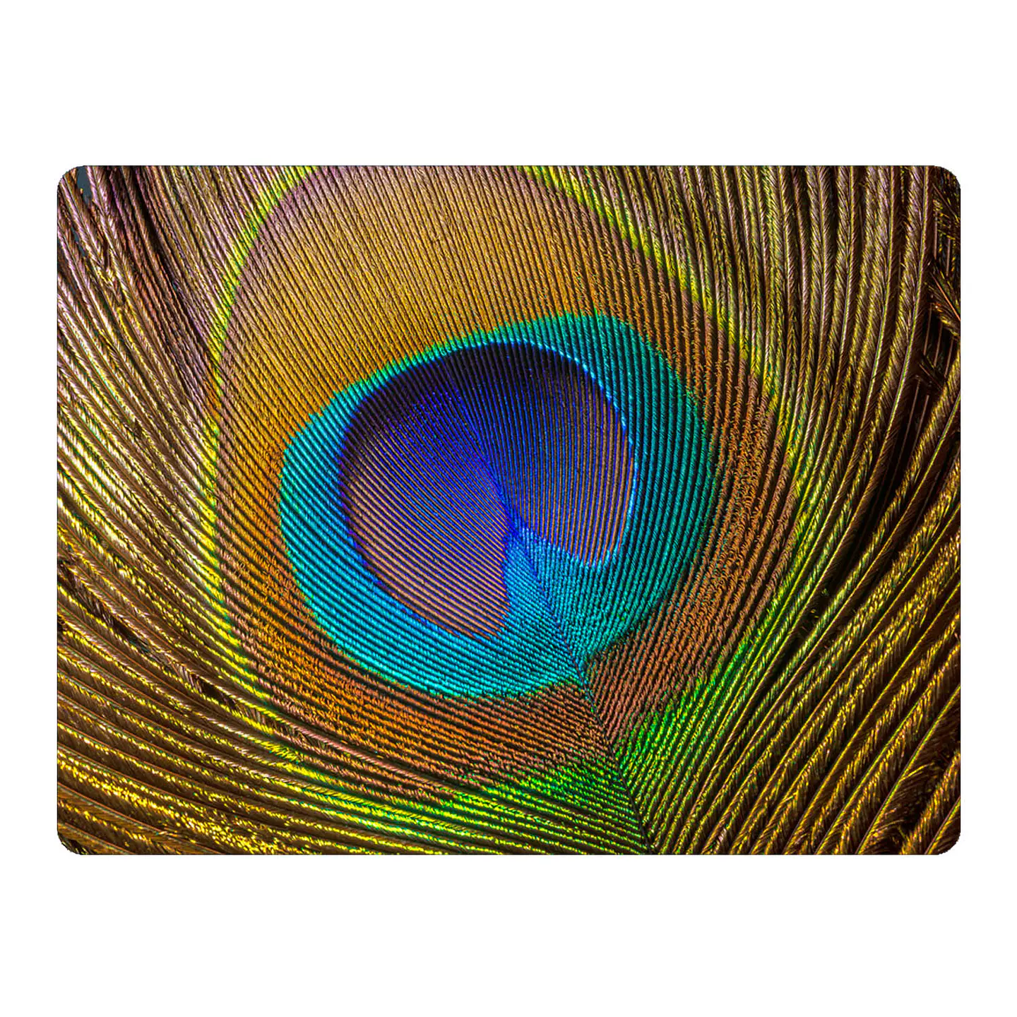 Set 6 Individuales Plumas Mix De Aves 2