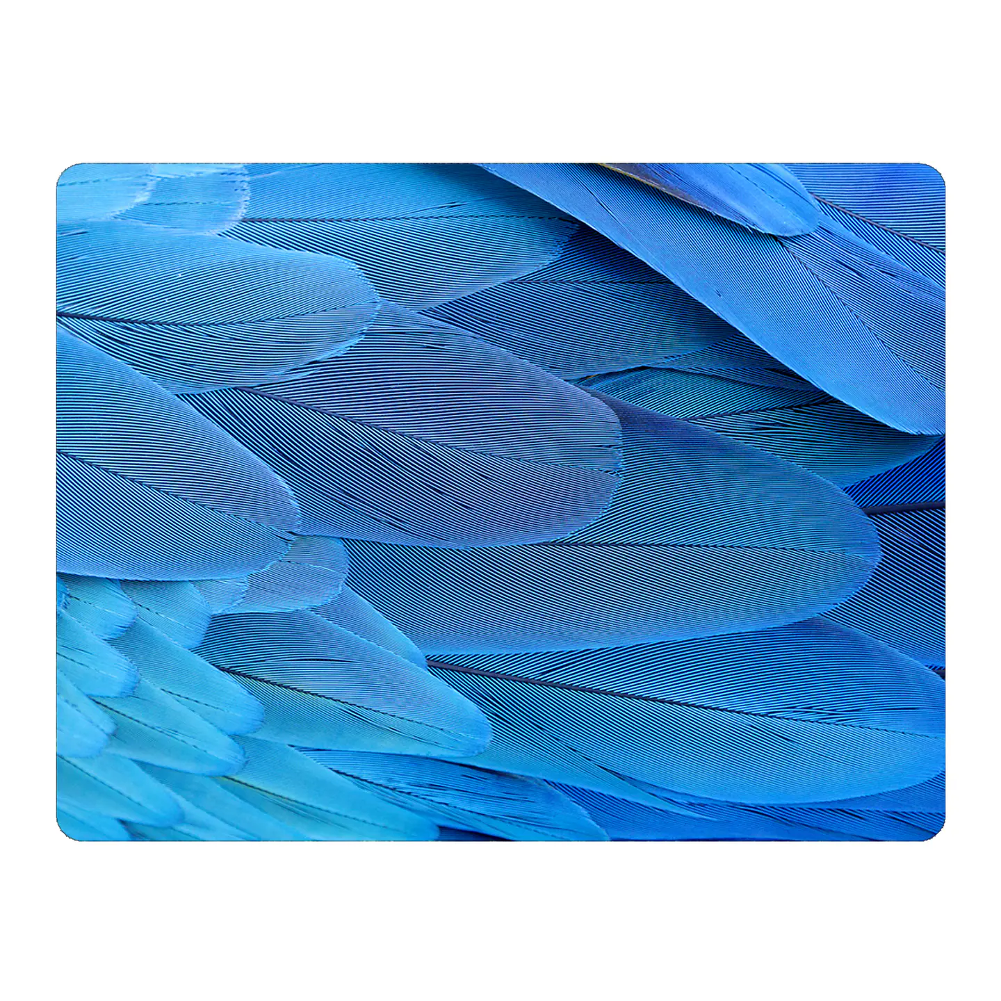 Set 6 Individuales Plumas Mix De Aves 4