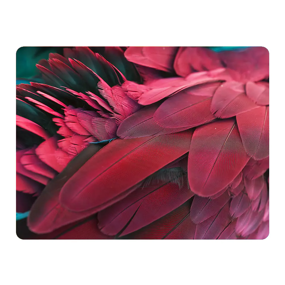 Set 6 Individuales Plumas Mix De Aves 8