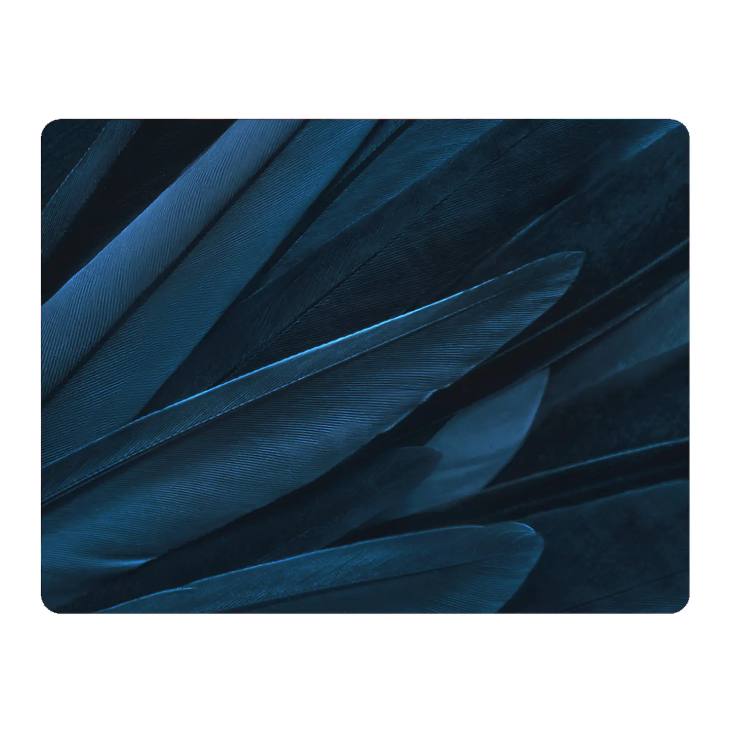 Set 6 Individuales Plumas Mix De Aves 10