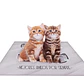Gatitos - Miniatura 2