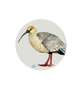 Set 6 Individuales Bandurria - Redondo 37 X 37 Cm