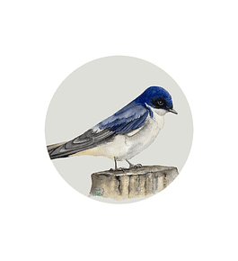 Set 6 Individuales Golondrina - Redondo 37 X 37 Cm