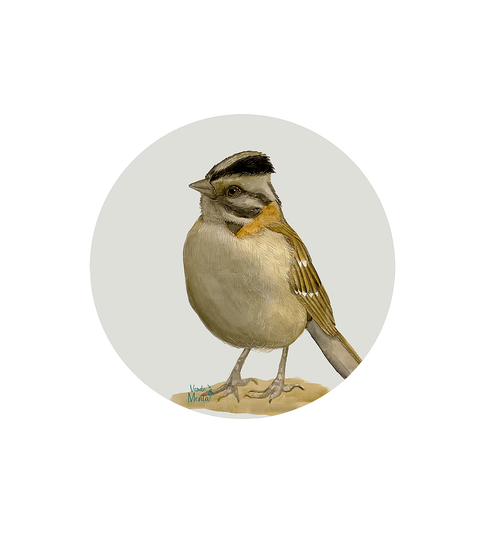 Set 6 Individuales Gorrion - Redondo 37 X 37 Cm