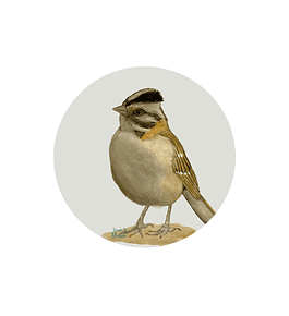 Set 6 Individuales Gorrion - Redondo 37 X 37 Cm
