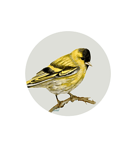 Set 6 Individuales Jilguero - Redondo 37 X 37 Cm