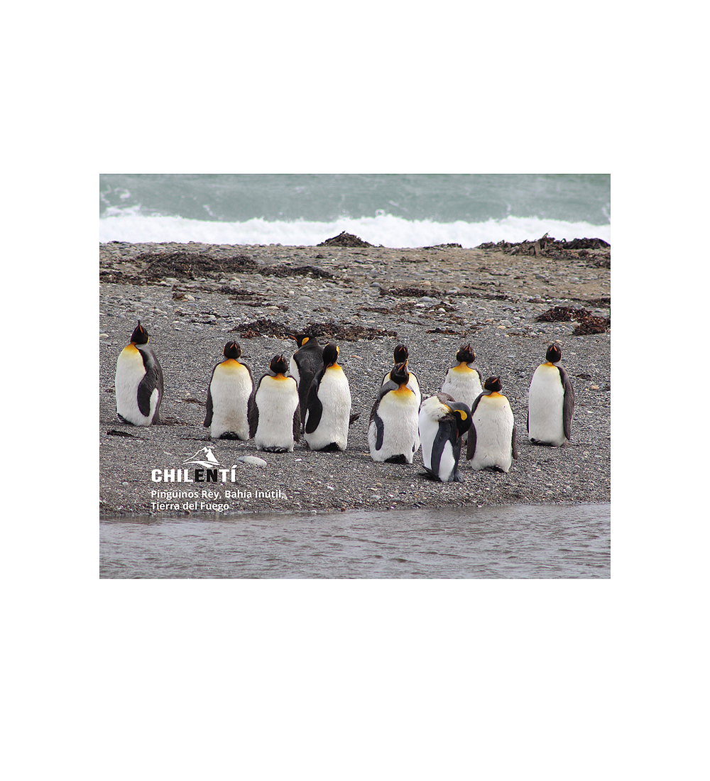 Set 4 Individuales Pinguinos Rey - Semirigido 32 X 42 Cm