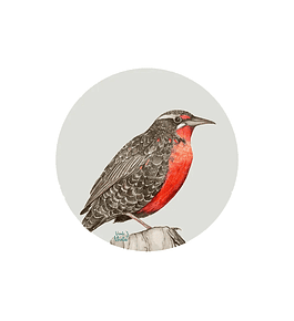 Set 6 individuales Loica Redondo - 37 x 37 cm