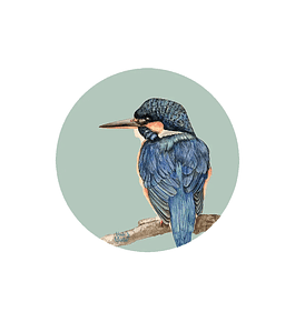 Set 6 individuales Martin Pescador - Redondo 37 x 37 cm