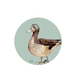 Set 6 individuales Pato Silvestre 2- Redondo 37 x 37 cm