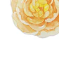 Set 6 Individuales Flor Tempo Ambar - Miniatura 2