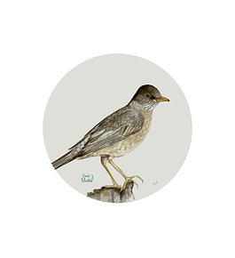 Set 6 individuales Zorzal - Redondo 37 x 37 cm