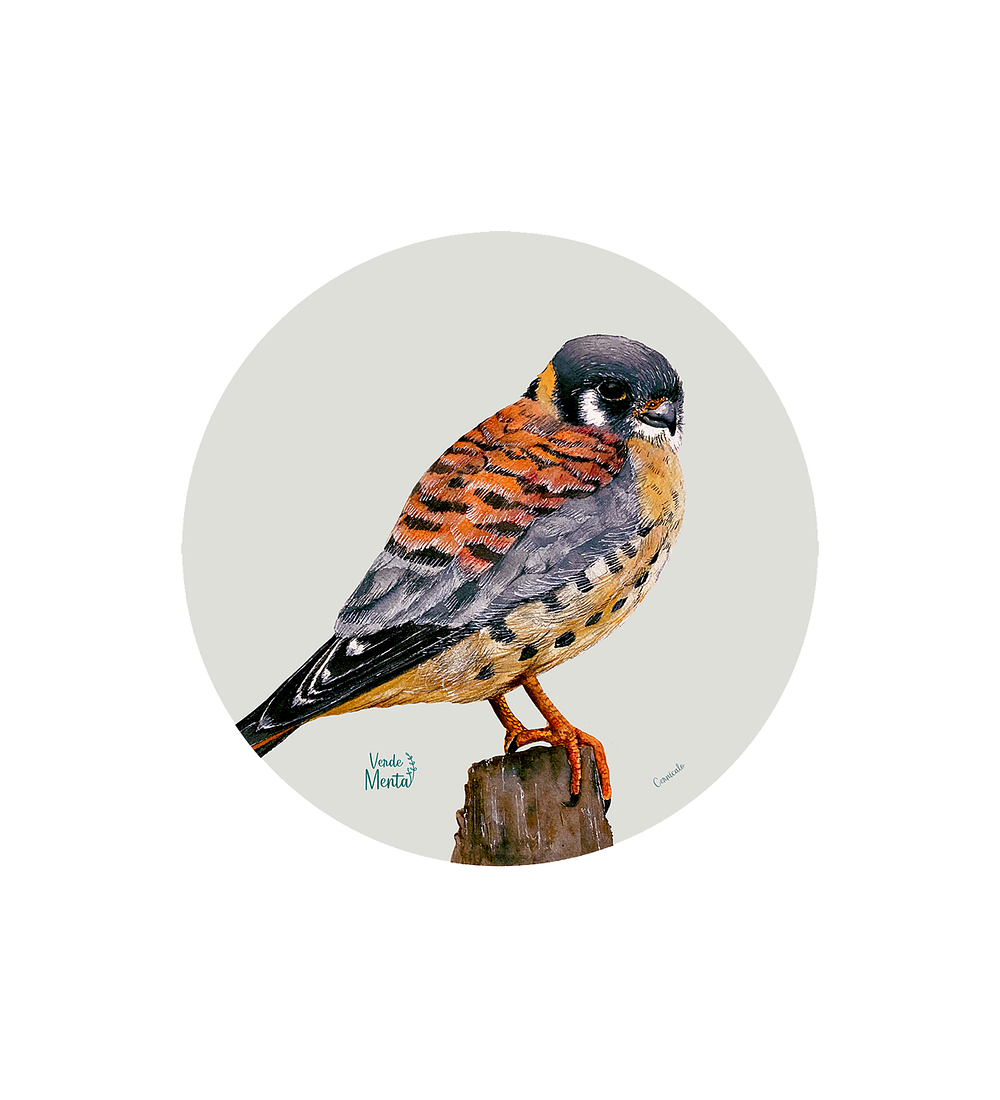 Set 6 individuales Cernícalo- Redondo 37 x 37 cm